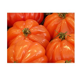 Tomate cdiamètreur de bdiamètreuf pot 0,5l
