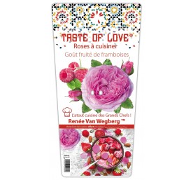 Rosiers taste of love , rosiers fleuris a fleurs comestibles c5 litres coloris v