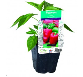 Poivron lipari (long vert a rouge)