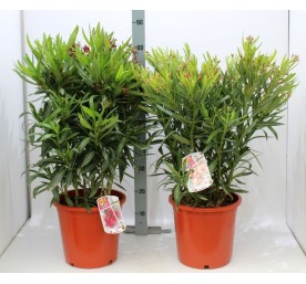 Nerium oleander buisson coloris varies pot 25cm hauteur 80/90cm