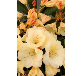Rhododendron hybride jaune c7l