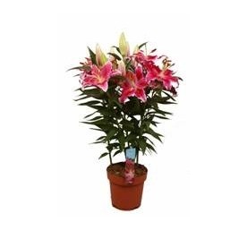 Lilium coloris varies ceramique pot 13cm hauteur 45cm
